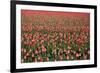 Dutch Tulip Fields in Springtime-picturepartners-Framed Photographic Print