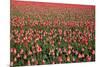 Dutch Tulip Fields in Springtime-picturepartners-Mounted Photographic Print