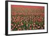 Dutch Tulip Fields in Springtime-picturepartners-Framed Photographic Print