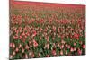 Dutch Tulip Fields in Springtime-picturepartners-Mounted Photographic Print