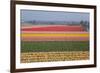 Dutch Tulip Fields in Springtime-picturepartners-Framed Photographic Print