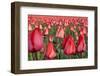 Dutch Tulip Fields in Springtime-picturepartners-Framed Photographic Print