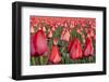 Dutch Tulip Fields in Springtime-picturepartners-Framed Photographic Print