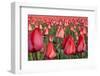 Dutch Tulip Fields in Springtime-picturepartners-Framed Photographic Print