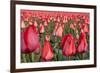 Dutch Tulip Fields in Springtime-picturepartners-Framed Photographic Print