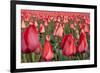 Dutch Tulip Fields in Springtime-picturepartners-Framed Photographic Print