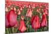 Dutch Tulip Fields in Springtime-picturepartners-Mounted Photographic Print