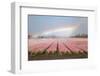 Dutch Tulip Fields in Springtime-picturepartners-Framed Photographic Print