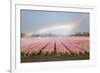 Dutch Tulip Fields in Springtime-picturepartners-Framed Photographic Print