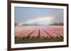 Dutch Tulip Fields in Springtime-picturepartners-Framed Photographic Print