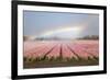 Dutch Tulip Fields in Springtime-picturepartners-Framed Photographic Print