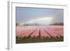 Dutch Tulip Fields in Springtime-picturepartners-Framed Photographic Print