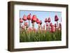 Dutch Tulip Fields in Springtime-picturepartners-Framed Photographic Print