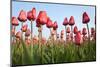 Dutch Tulip Fields in Springtime-picturepartners-Mounted Photographic Print