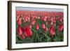 Dutch Tulip Fields in Springtime-picturepartners-Framed Photographic Print