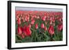 Dutch Tulip Fields in Springtime-picturepartners-Framed Photographic Print