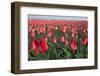 Dutch Tulip Fields in Springtime-picturepartners-Framed Photographic Print