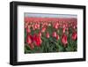 Dutch Tulip Fields in Springtime-picturepartners-Framed Photographic Print