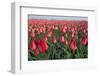 Dutch Tulip Fields in Springtime-picturepartners-Framed Photographic Print