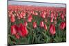 Dutch Tulip Fields in Springtime-picturepartners-Mounted Photographic Print