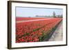 Dutch Tulip Fields in Springtime-picturepartners-Framed Photographic Print