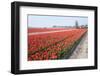 Dutch Tulip Fields in Springtime-picturepartners-Framed Photographic Print