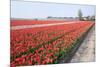 Dutch Tulip Fields in Springtime-picturepartners-Mounted Photographic Print