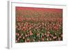 Dutch Tulip Fields in Springtime-picturepartners-Framed Photographic Print