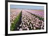 Dutch Tulip Fields in Springtime-picturepartners-Framed Photographic Print