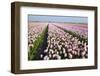 Dutch Tulip Fields in Springtime-picturepartners-Framed Photographic Print