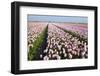 Dutch Tulip Fields in Springtime-picturepartners-Framed Photographic Print