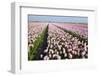 Dutch Tulip Fields in Springtime-picturepartners-Framed Photographic Print