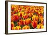 Dutch Tulip Fields in Springtime-picturepartners-Framed Photographic Print