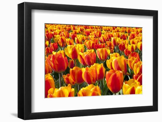 Dutch Tulip Fields in Springtime-picturepartners-Framed Photographic Print