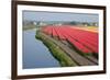 Dutch Tulip Fields in Springtime-picturepartners-Framed Photographic Print