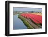 Dutch Tulip Fields in Springtime-picturepartners-Framed Photographic Print