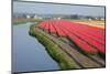 Dutch Tulip Fields in Springtime-picturepartners-Mounted Photographic Print