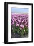 Dutch Tulip Fields in Springtime-picturepartners-Framed Photographic Print