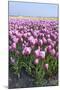 Dutch Tulip Fields in Springtime-picturepartners-Mounted Photographic Print