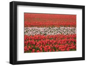 Dutch Tulip Fields in Springtime-picturepartners-Framed Photographic Print