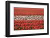 Dutch Tulip Fields in Springtime-picturepartners-Framed Photographic Print