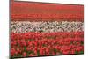 Dutch Tulip Fields in Springtime-picturepartners-Mounted Photographic Print