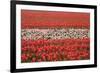 Dutch Tulip Fields in Springtime-picturepartners-Framed Photographic Print