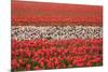 Dutch Tulip Fields in Springtime-picturepartners-Mounted Photographic Print