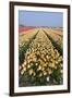 Dutch Tulip Fields in Springtime-picturepartners-Framed Photographic Print