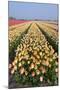 Dutch Tulip Fields in Springtime-picturepartners-Mounted Photographic Print