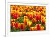 Dutch Tulip Fields in Springtime-picturepartners-Framed Photographic Print