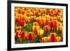 Dutch Tulip Fields in Springtime-picturepartners-Framed Photographic Print