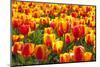 Dutch Tulip Fields in Springtime-picturepartners-Mounted Photographic Print