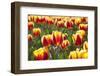 Dutch Tulip Fields in Springtime-picturepartners-Framed Photographic Print